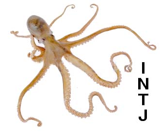 INTJ-Octopus