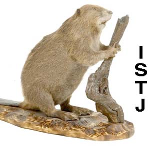 ISTJ-beaver